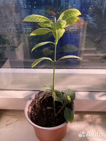 Гардения жасминовидная