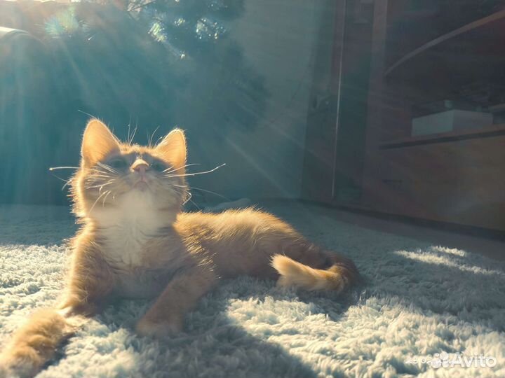 Передержка животных