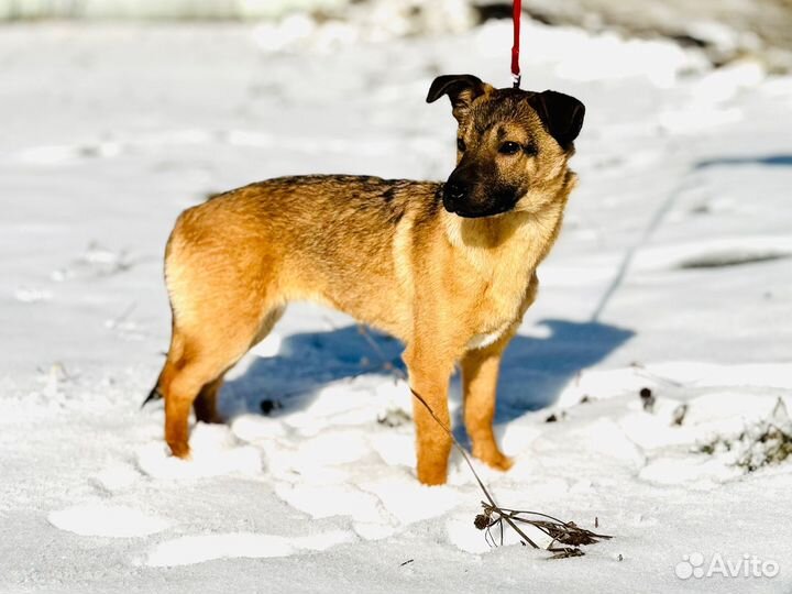 Маленькая собачка бесплатно