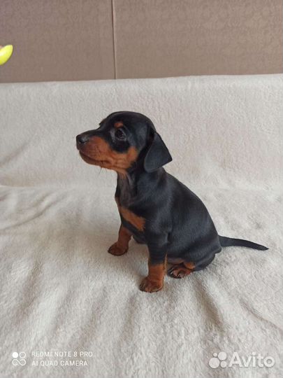 Цвергпинчер