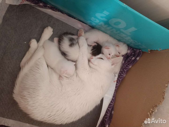 Отдам котят, родились 3 июня