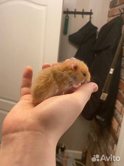 Сирийские хомяки (4 недели)