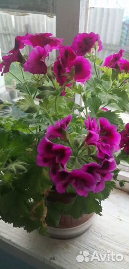 Герань, пеларгония королевская