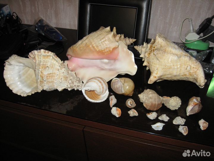 Коллекция больших и маленьких раковин и ракушек