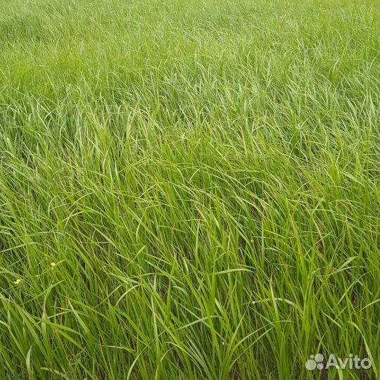 Сено солома в тюках