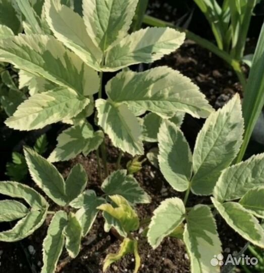 Маргаритка