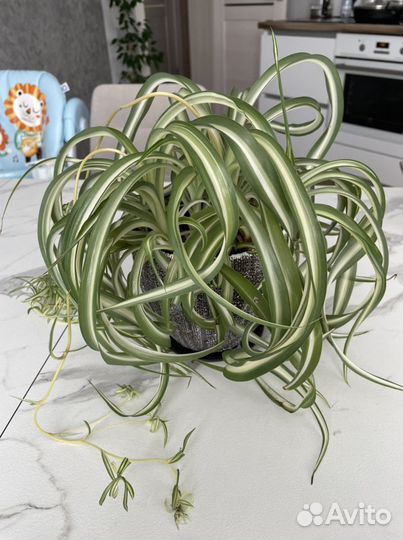 Хлорофиптум