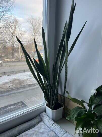 Сансевиерия (щучий хвост)