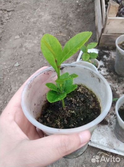 Мандора из костички