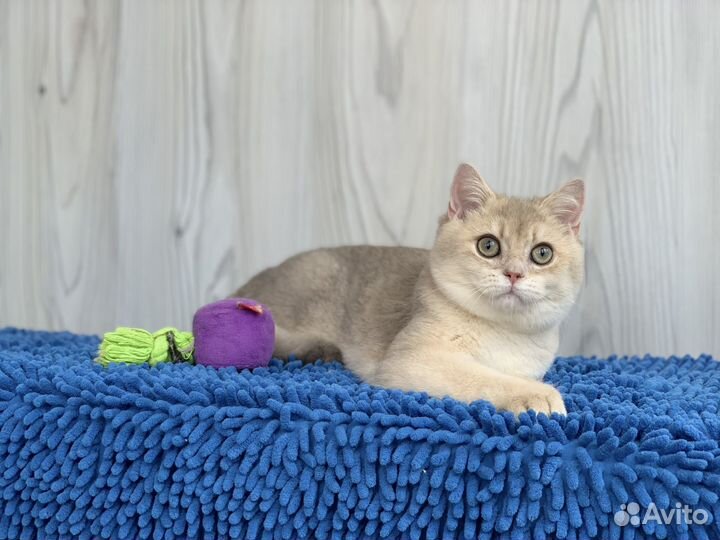 Голубое золото (шиншила)