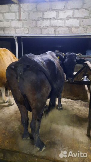 Корова глубоко стельная