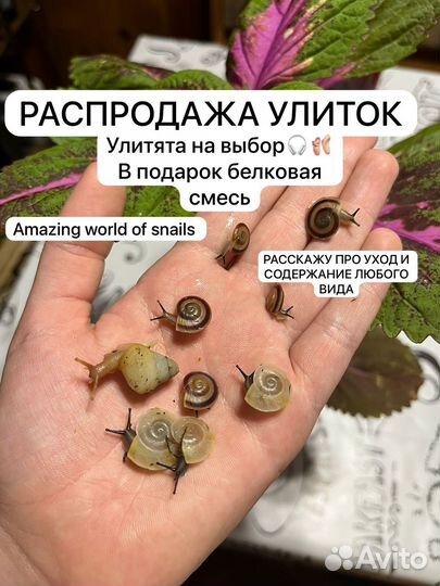 Улитки ахатины