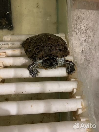 Черепаха с аквариумом