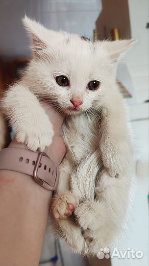 Котята ищут дом