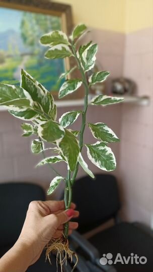 Большое комнатное растение