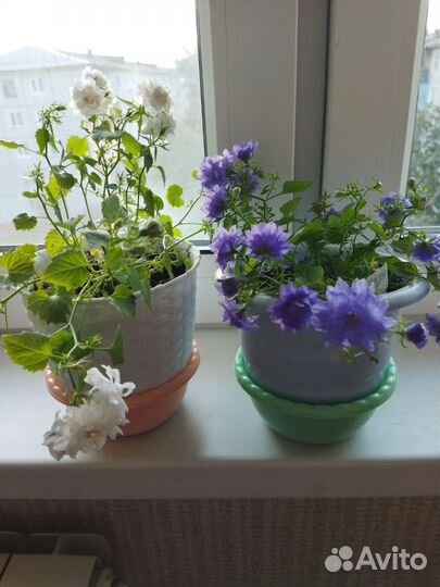 Кампанула махровая