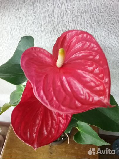 Антуриум сортовой