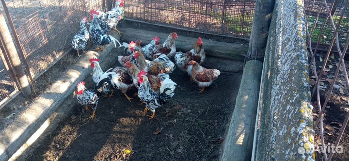 Продам петухов