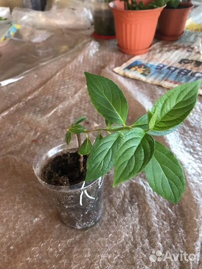 Садовые цветы