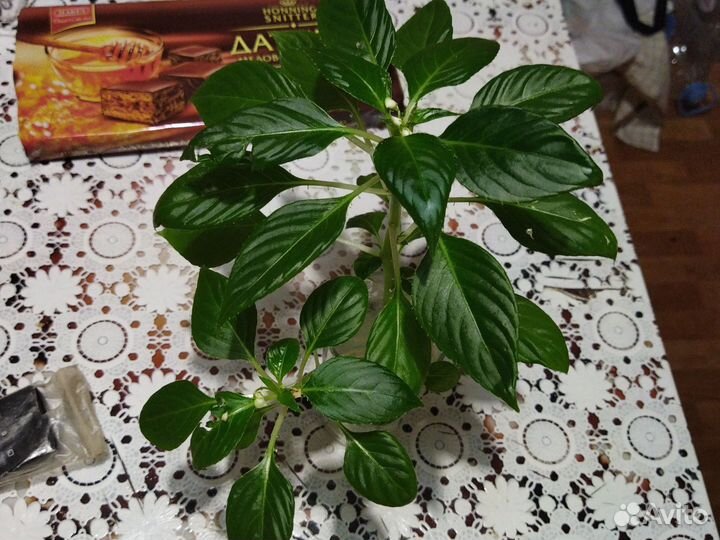 Бенджамин (Ваня мокрый)