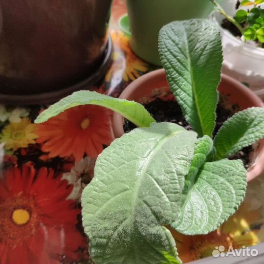 Стрептокарпус