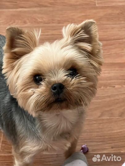 Передержка животных