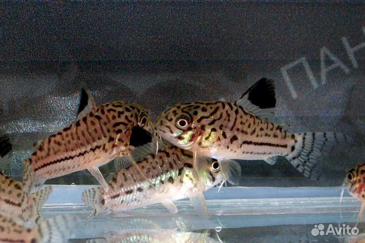 Коридорасы