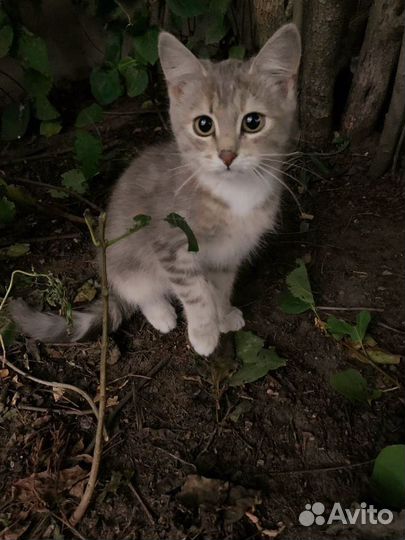 Котята в добрые руки. Девочки