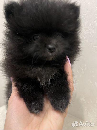 Померанский шпиц девочка