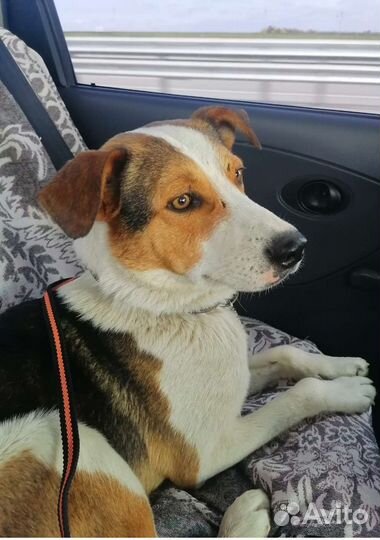 Бездомный пёсик ждёт семью, хороший охранник