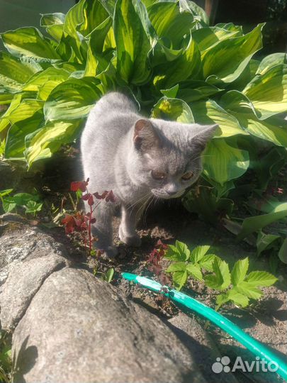 Британская