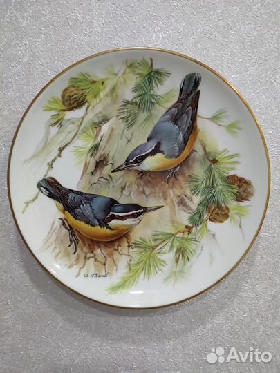 Корсиканский поползень