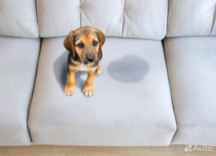 Химчистка диванов, ковров, матрасов, кресел