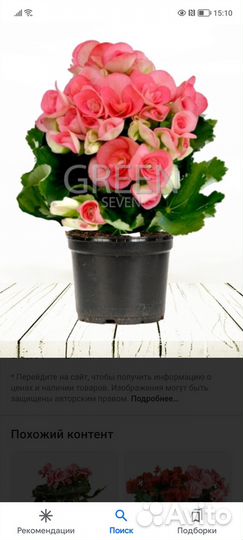 Черенки бегоний элатиор