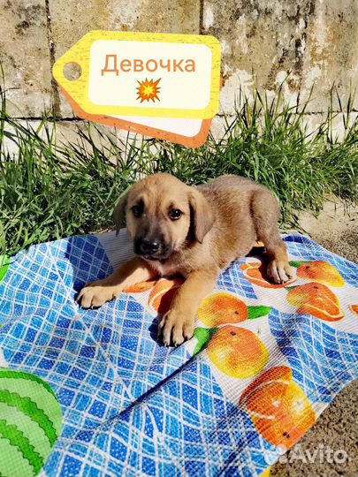 Щенульки в добрые руки