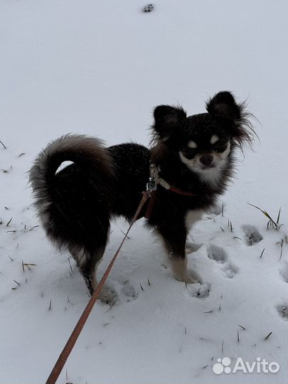 Длинношерстные чихуахуа