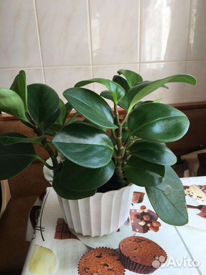 Комнатные цветы