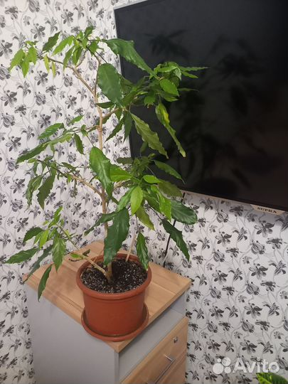 Комнатные цветы