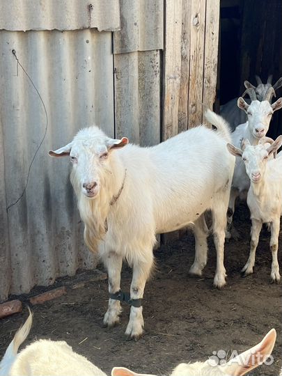 Козел на племя