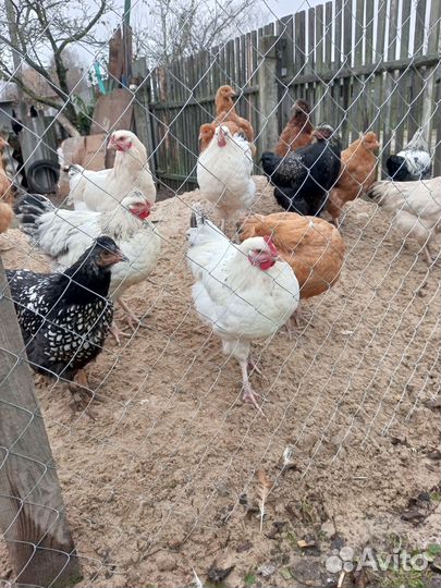 Домашние животные