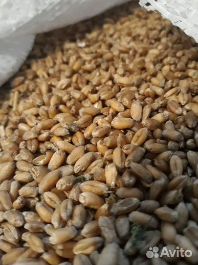 Пшеница урожай 2024 года