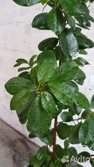 Фикус макламе