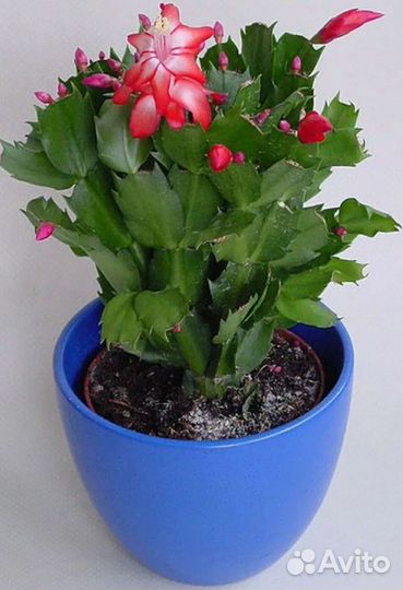 Декабрист шлюмбергера