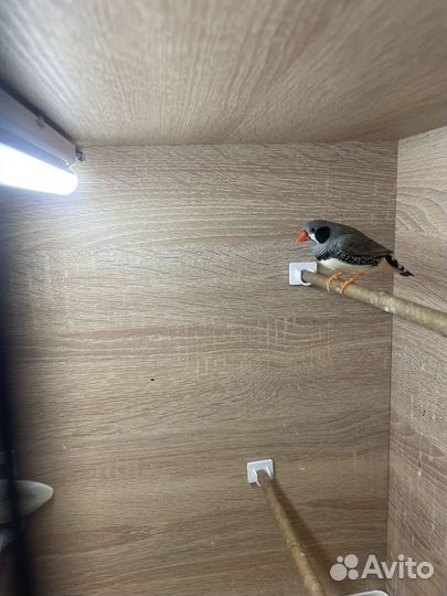 Зебровые Японские амадины