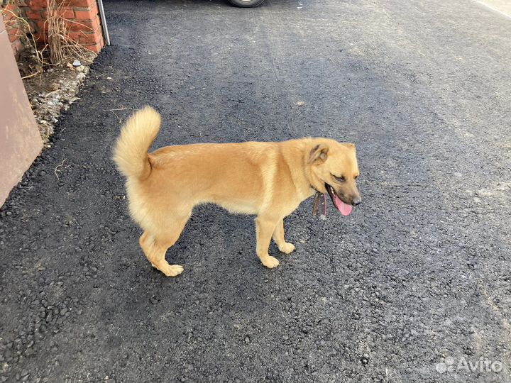 Собаки из приюта