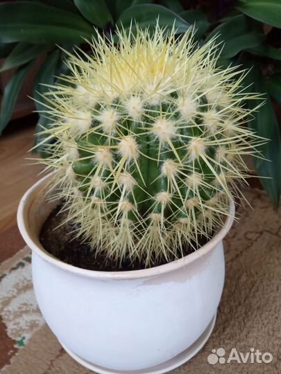 Шеффлера вариегатная. Диффенбахия. Кактус