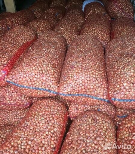 Лук штутгарт