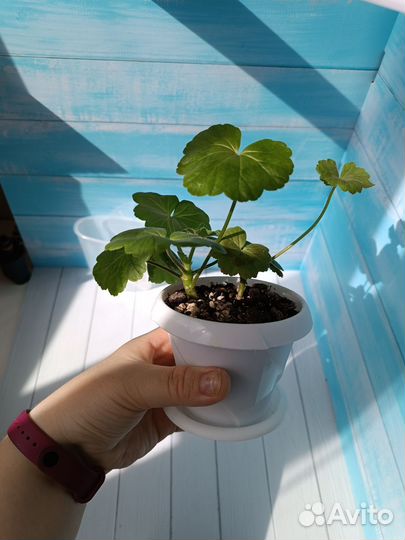 Пеларгония герань