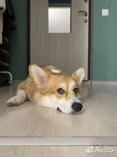 Передержка собак / выгул собак / зооняня