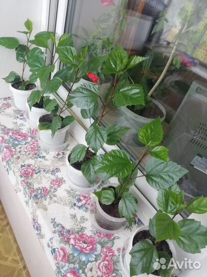 Гибискус китайская роза